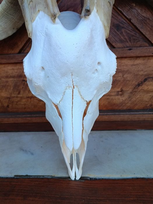 Череп с рога от пръч.Козел