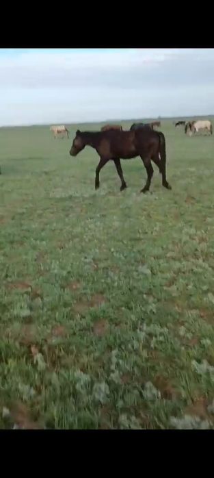 Лошадь с жеребенком. Жеребца.