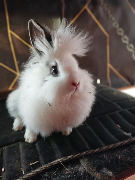 Iepuri Vienez Gri Rex Dalmatian Cap de Leu