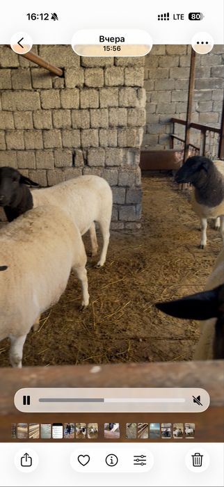 Наличными в кредит нету , дорпер африканские