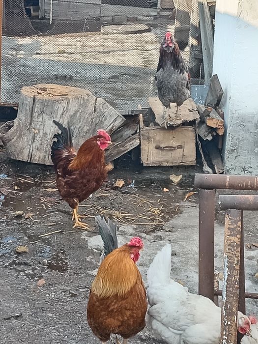 Продам молодых петухов