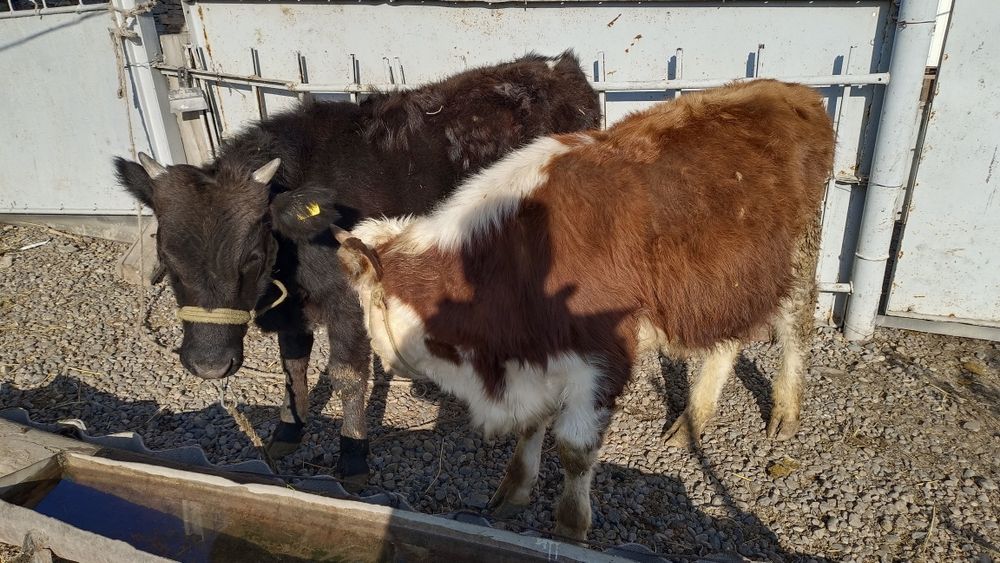 9 айлық 2 еркек бұзаулар сатылады.