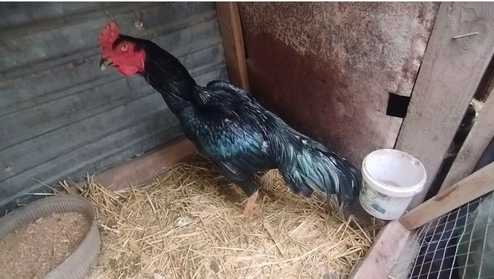 Чолпан дакан 2 года