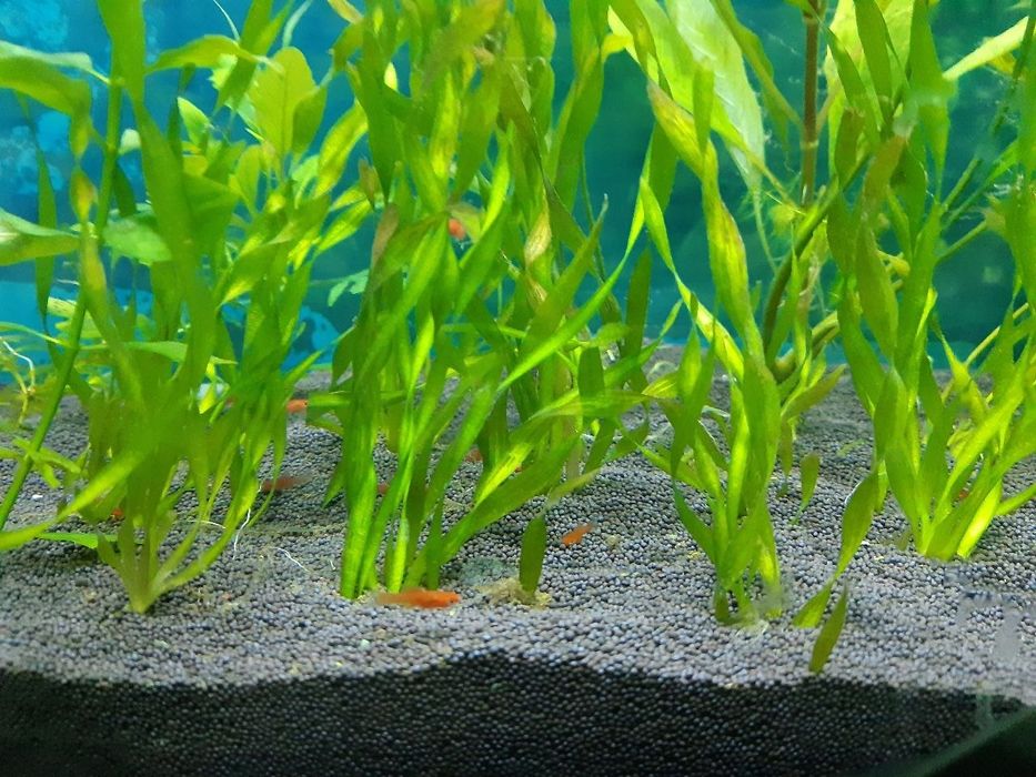 Продам или обменяю Валиснерию Спиральную