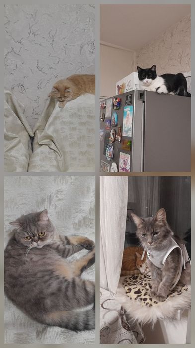 Передержка кошек