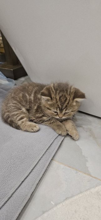 Котёнок Шотландский девочка