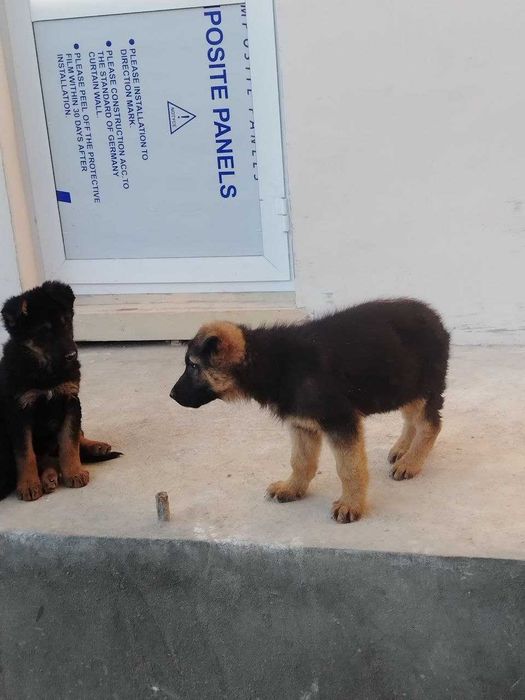 Эмланган зотдор очарка болалари