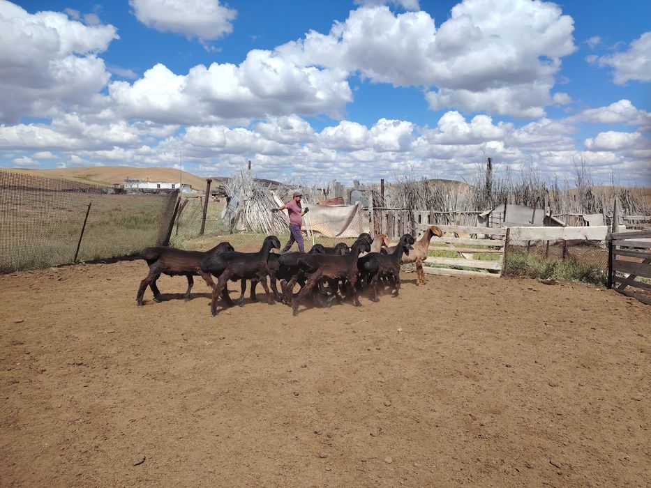 Асыл тұқымды қошқарлар сатылады.