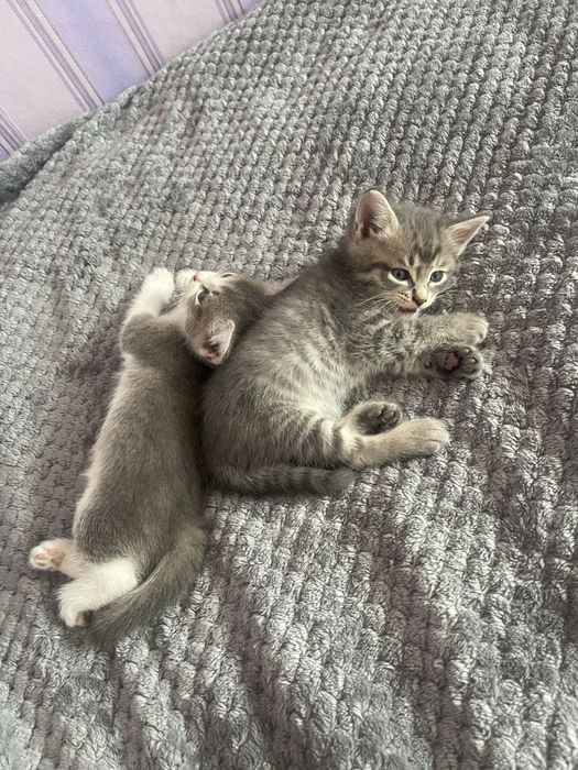 Отдам котят в добрые руки