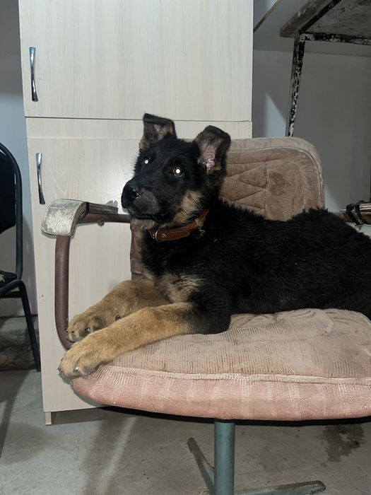 Шенок немецкая овчарка