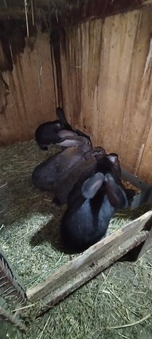 Iepurași de vânzare