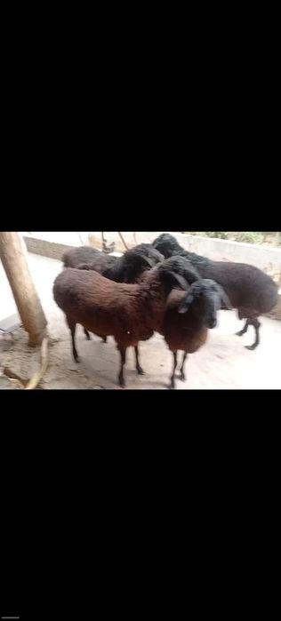 Qoylar bogoz 3ta sovlig 1ta qochqor