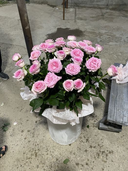 Свети 31 шт