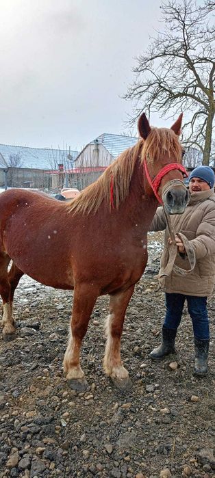 Vand iapa 3 ani si mânz 2 luni .