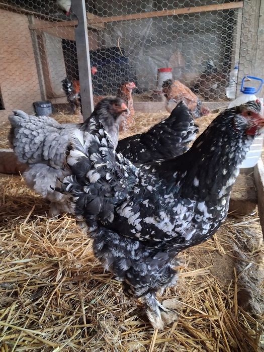 Vand oua incubatie brahma.bobat