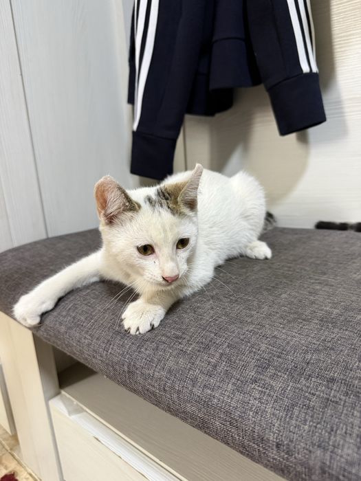 Котята