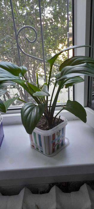 Продам комнатные цветы