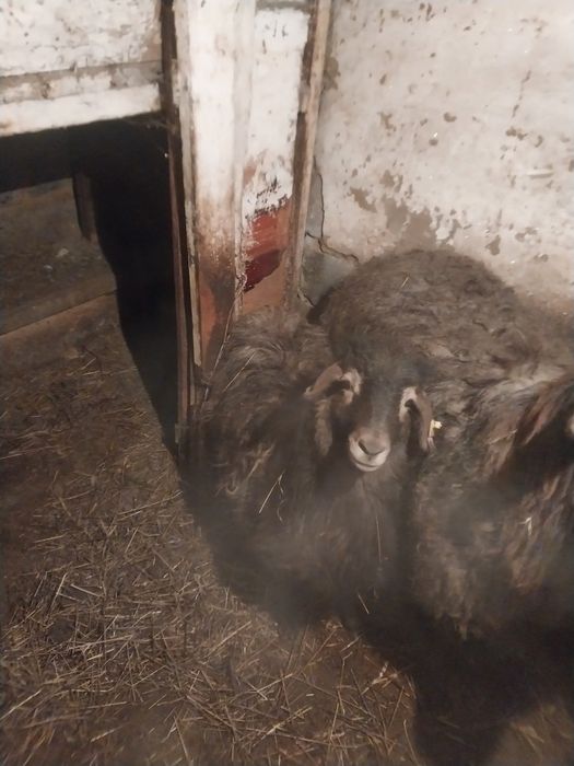 Кой козысымен кой