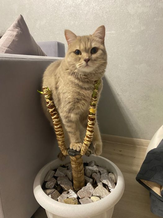 Отдадим кошку в добрые руки