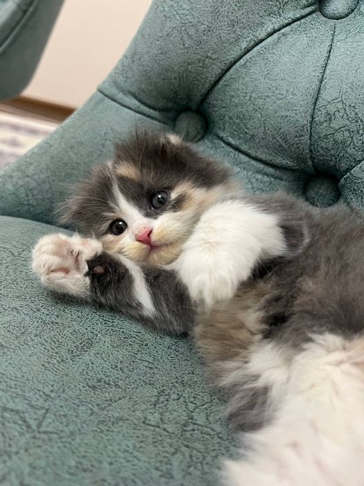 Продаётся котёнок