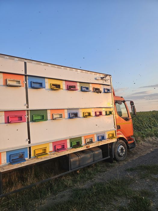 Vand 3500 kg miere de Floarea Soarelui !