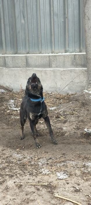 Собака German Shepherd