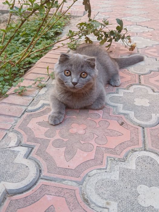 Мушукчалар сотилади!