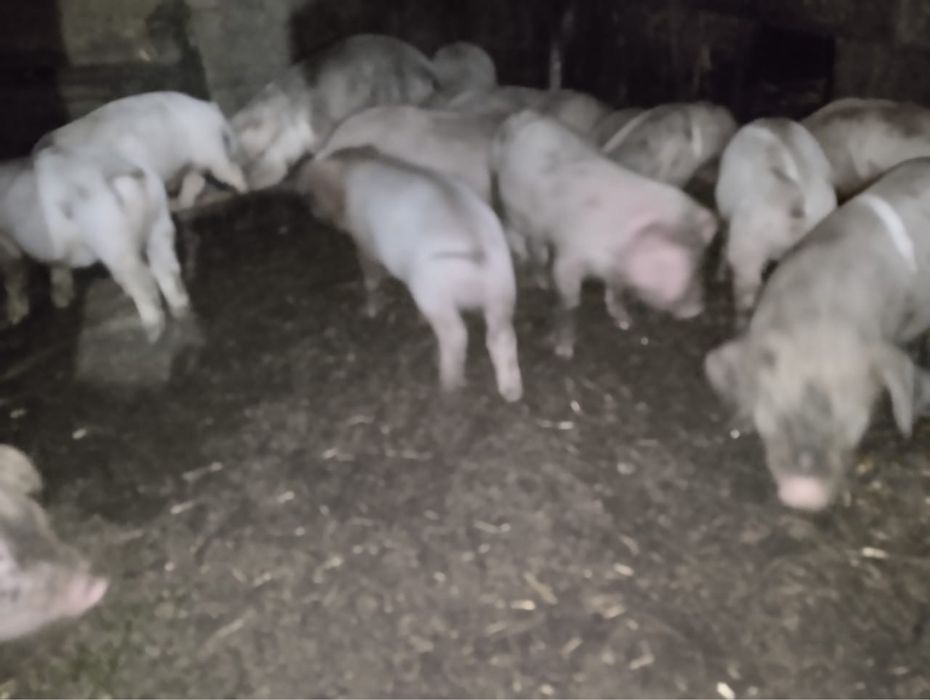 Продам поросят, 1 месяц