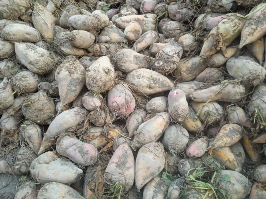 Karmavey     Lavlagilar