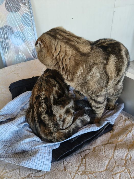 Котята породистые