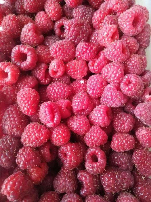 Малина домашняя крупная