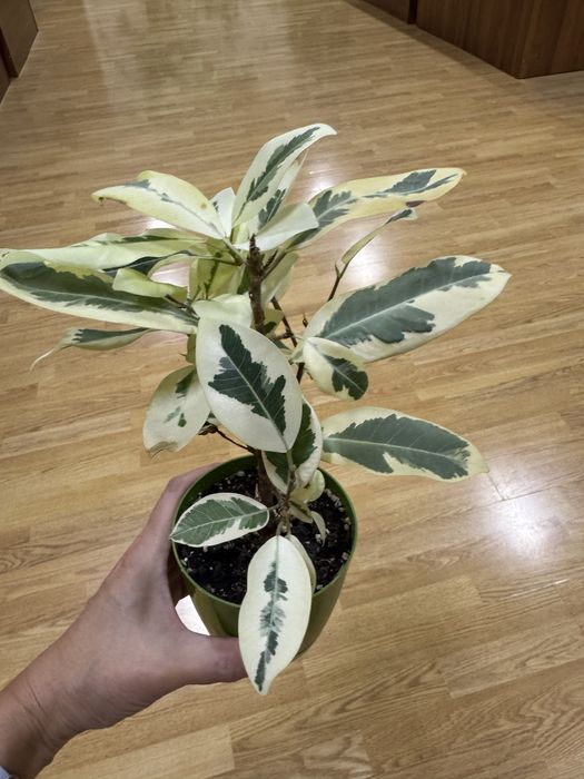 Сортовые фикусы