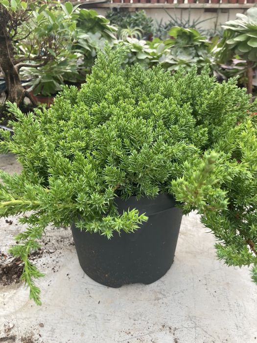 Коника ,Кипарисы,можжевельники