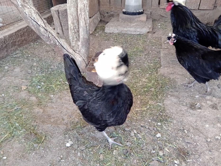 Găini moțată olandeză.