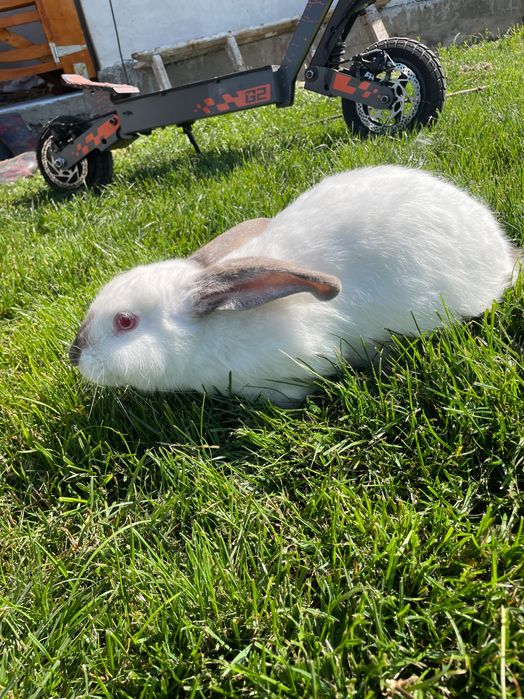 Vând 3 iepuri californian 2 iepuroaice și 1 iepuroi