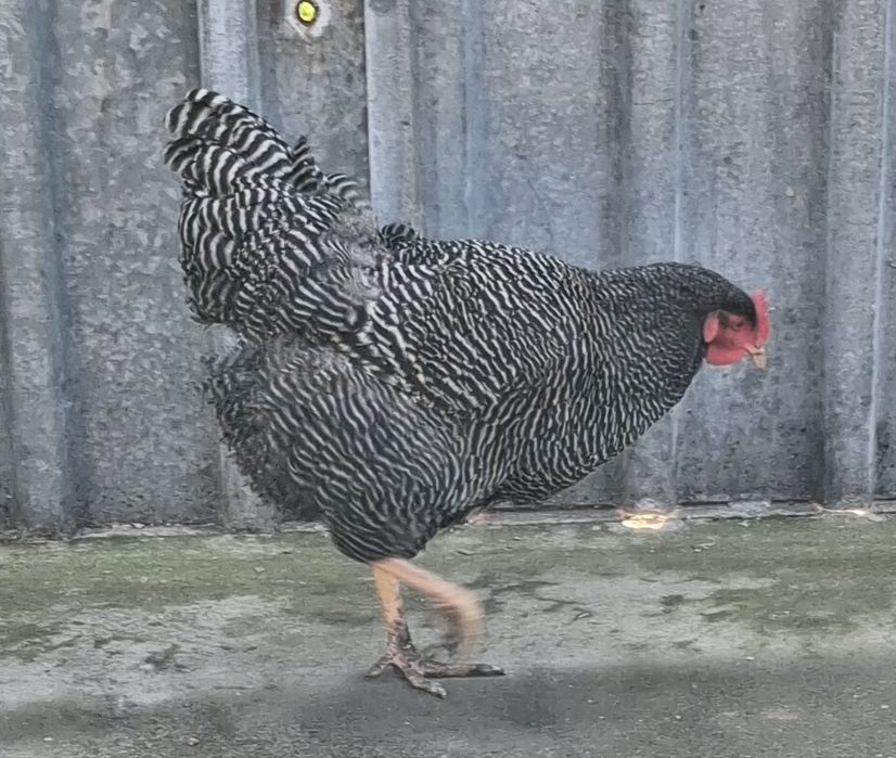 Ouă de incubat Plymouth