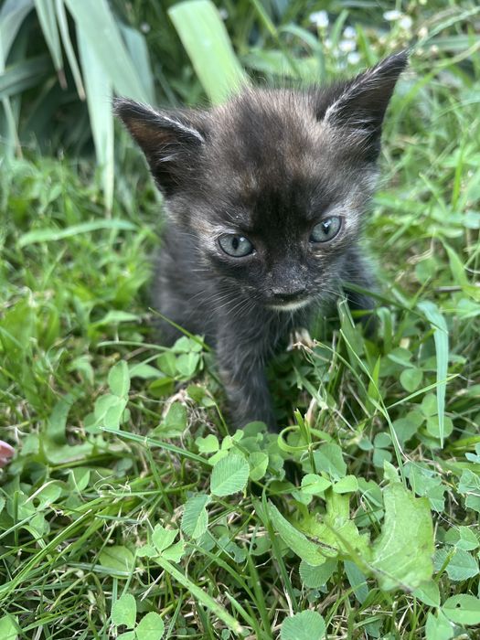 Spre adopție: 3 puiuți de pisică iubitori și jucăuși (7 săptămâni, 1 fetiță neagră, 2 băieți