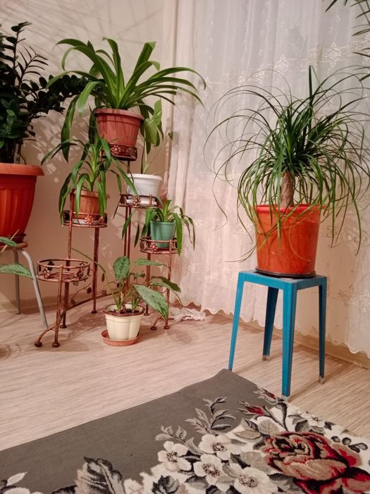 Цветы разные все