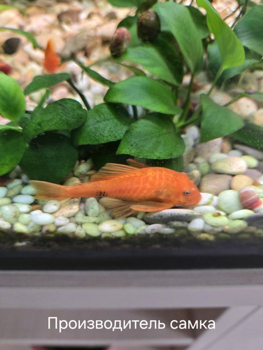 Продам молодых самок Анцитруса Super Red