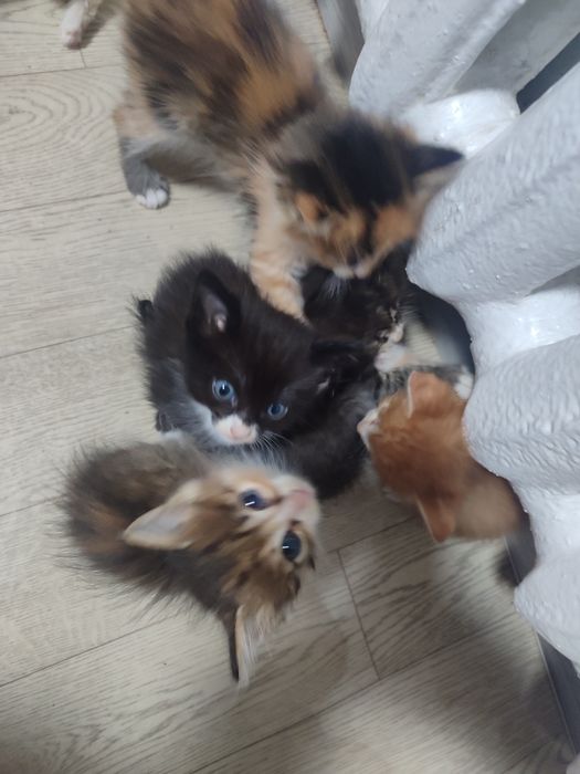 Отдам лучших котят