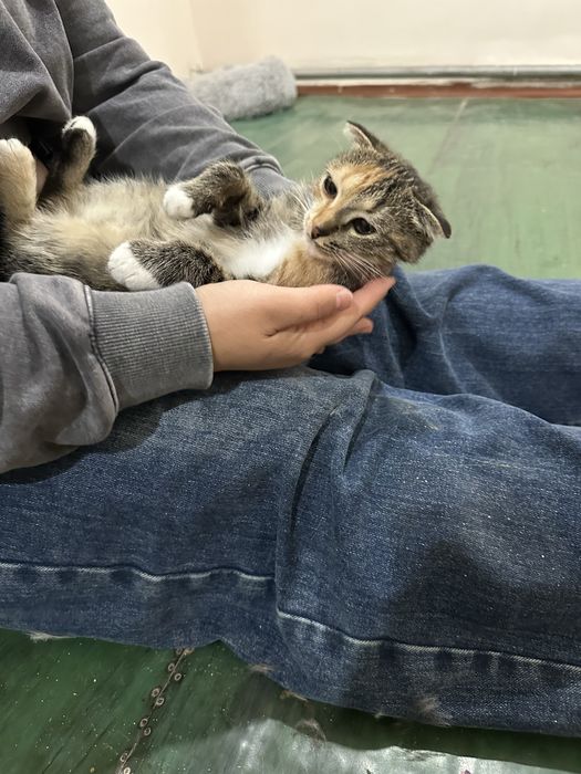 Кошечку в добрые руки.