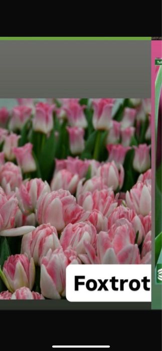 Тюльпаны к 8 марта