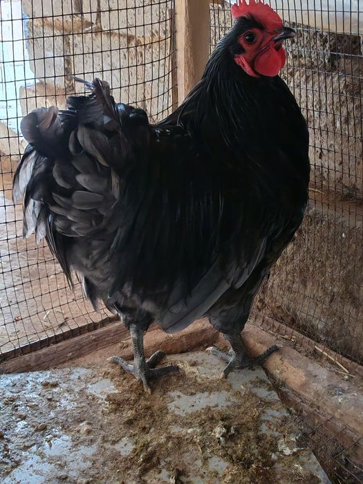 Xoroz şotland qora shag'zoda zotliy xoroz