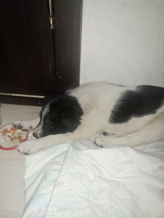 Щенок в добрые руки