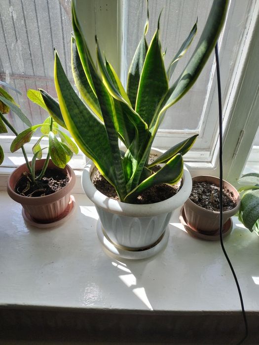 Комнатные цветы .