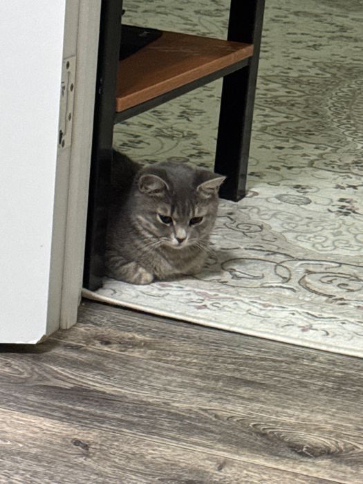 Кошка, наполовину шотланка
