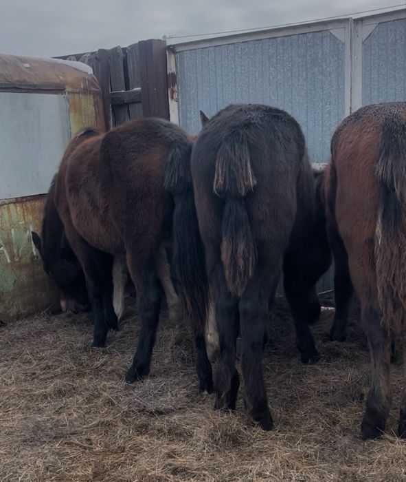 Продам жеребят по 300 находятся в городе