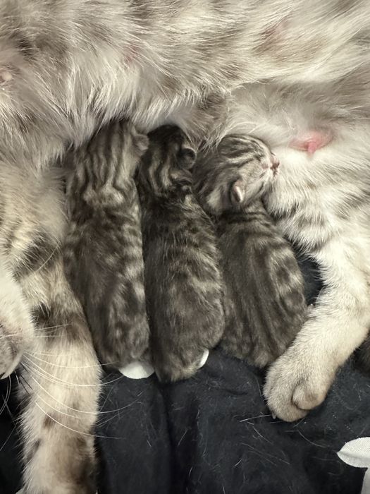 Бронь котят Британцы