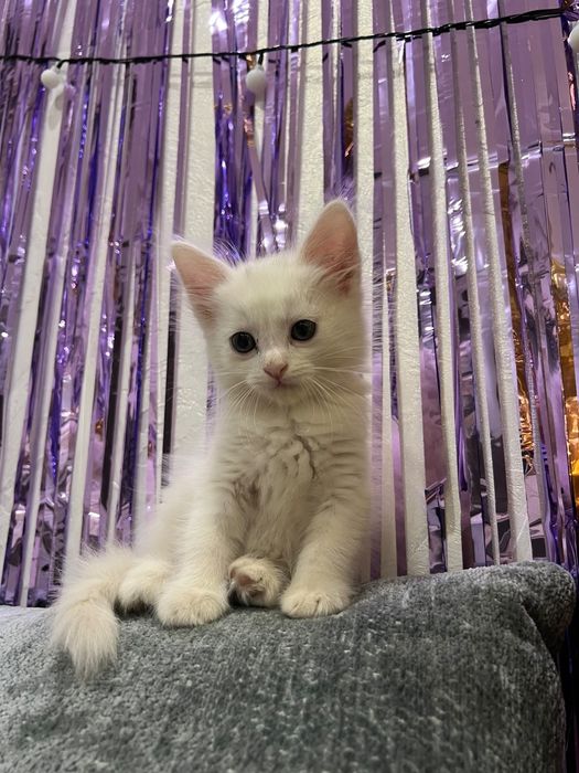 Котенок, белый в хорошие руки