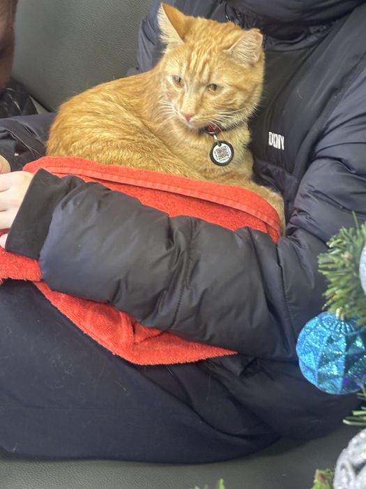 Потерян кот сломано ушко